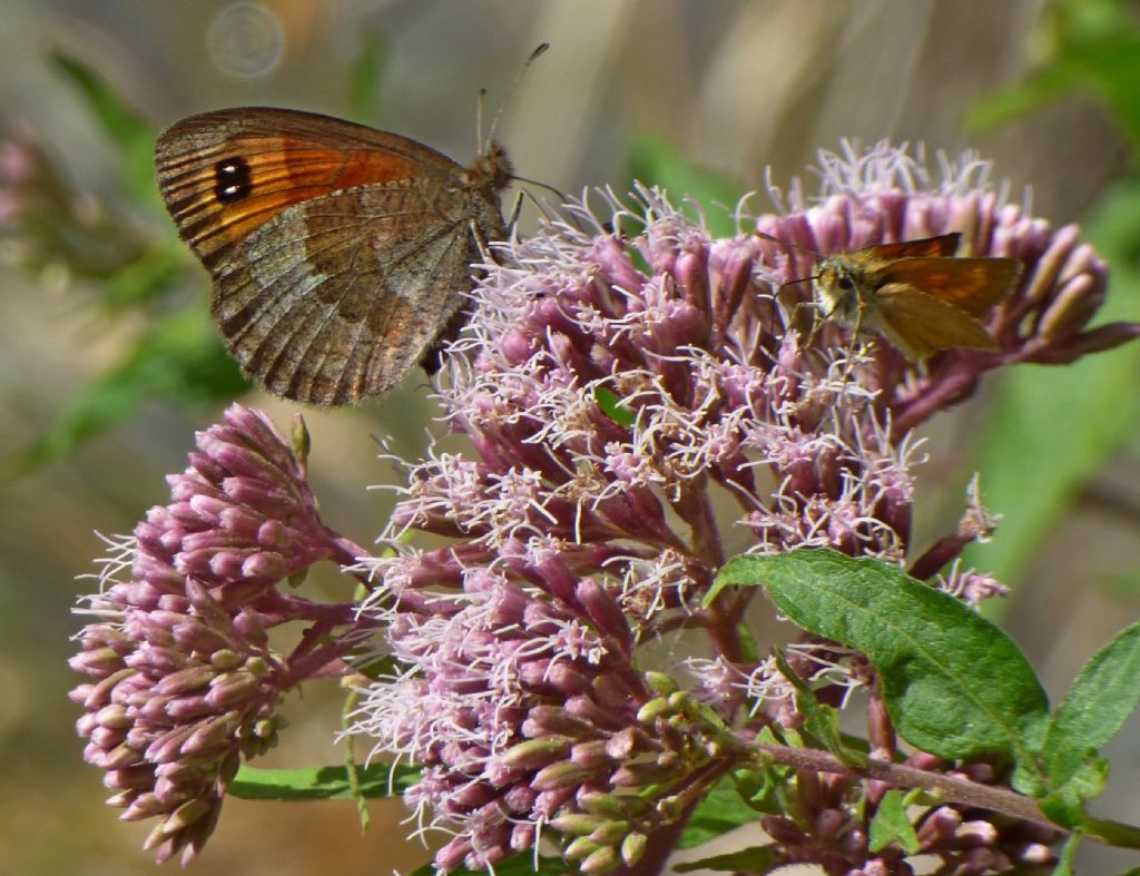 Erebia styx? No, Erebia neoridas, femmina